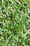 Asian shortstem sedge